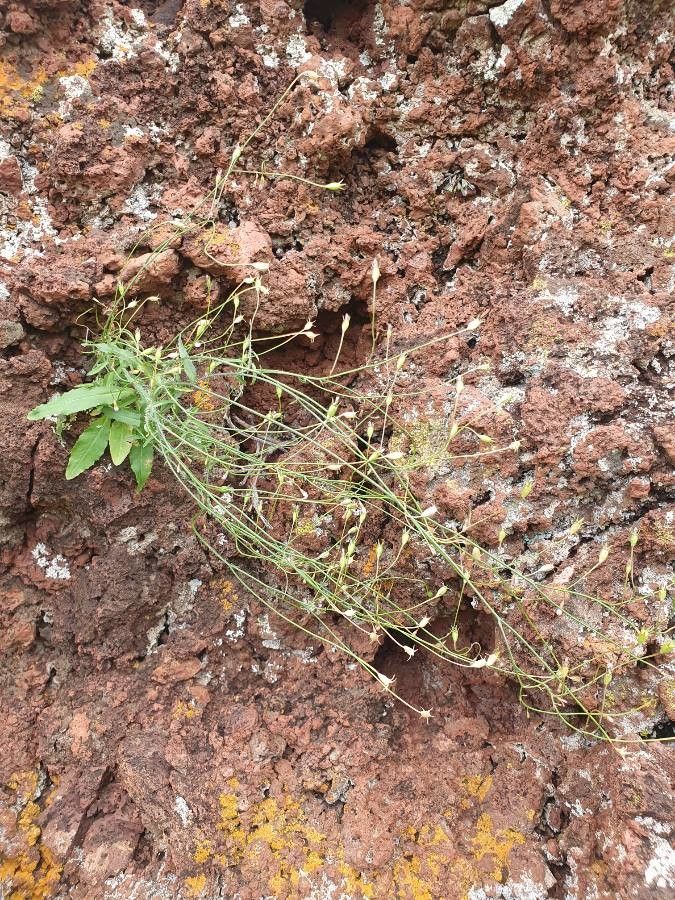 Wahlenbergia lobelioides leaf