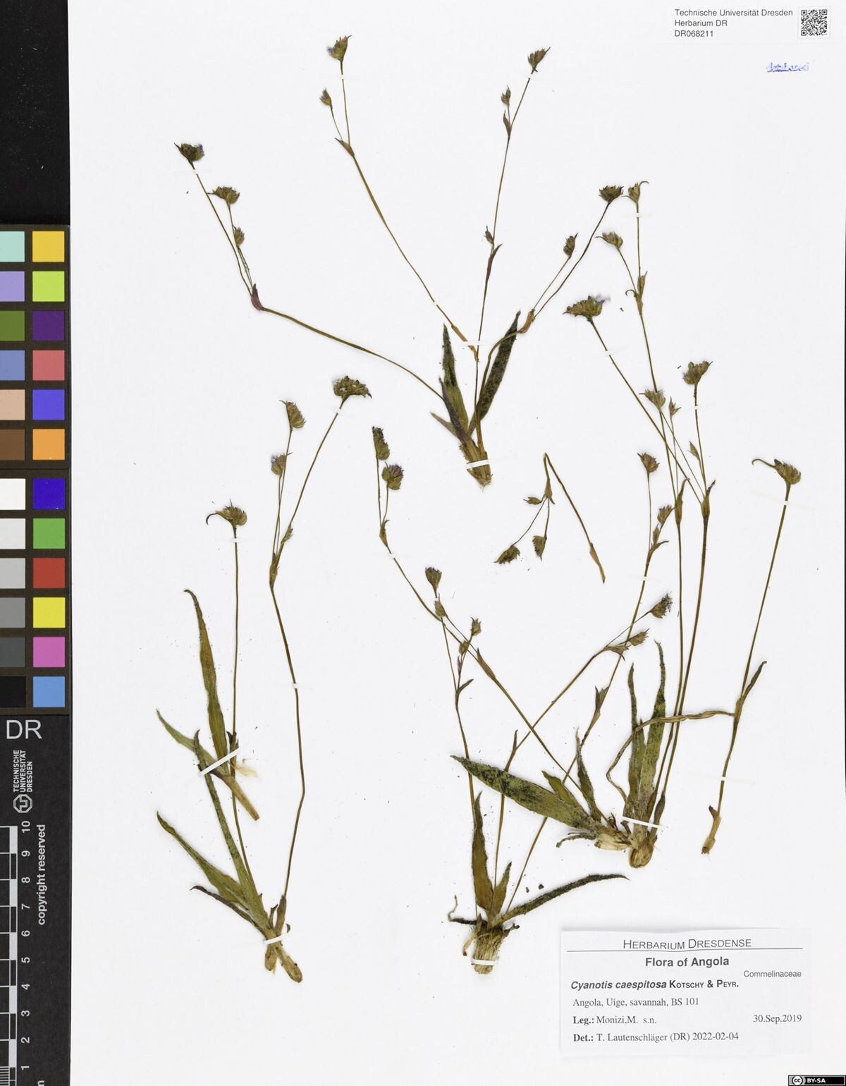 Cyanotis caespitosa — related species from the same genus