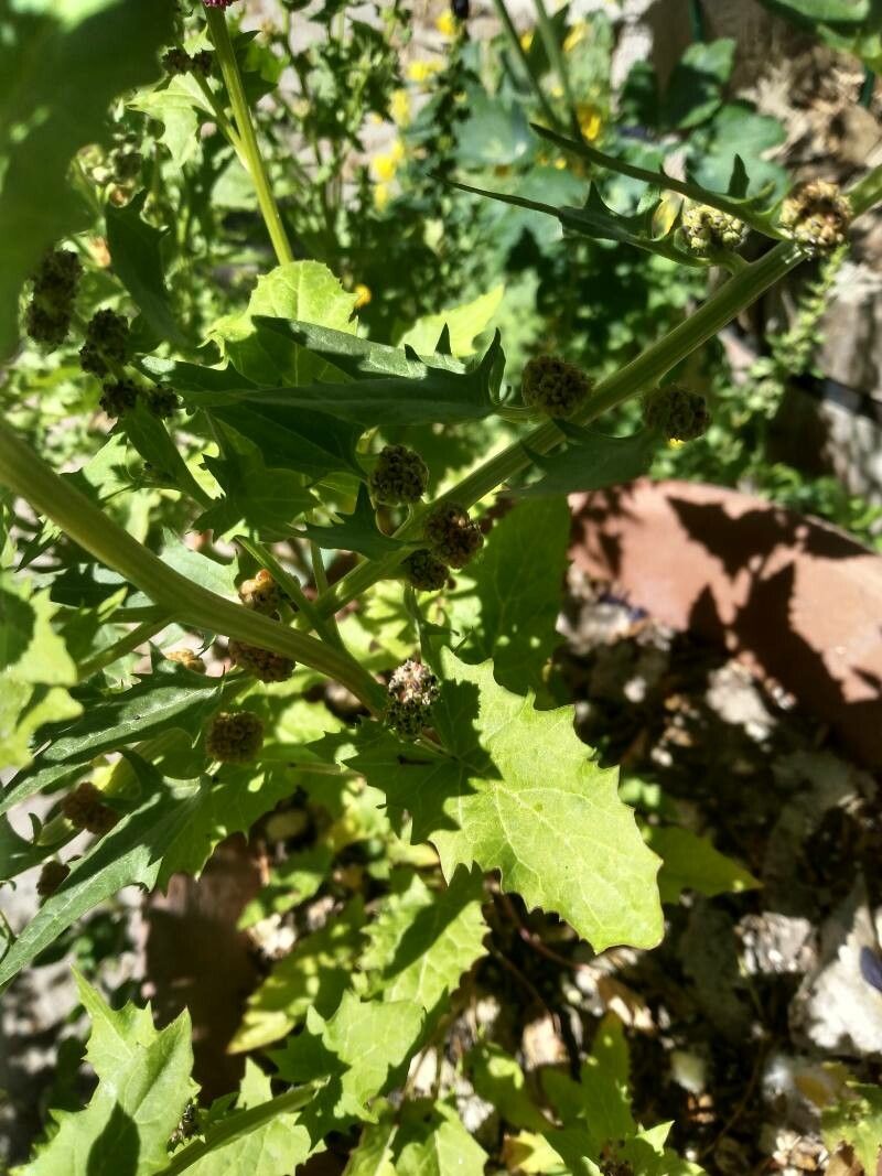 Chenopodium capitatum — search result for 'Chenopodium'