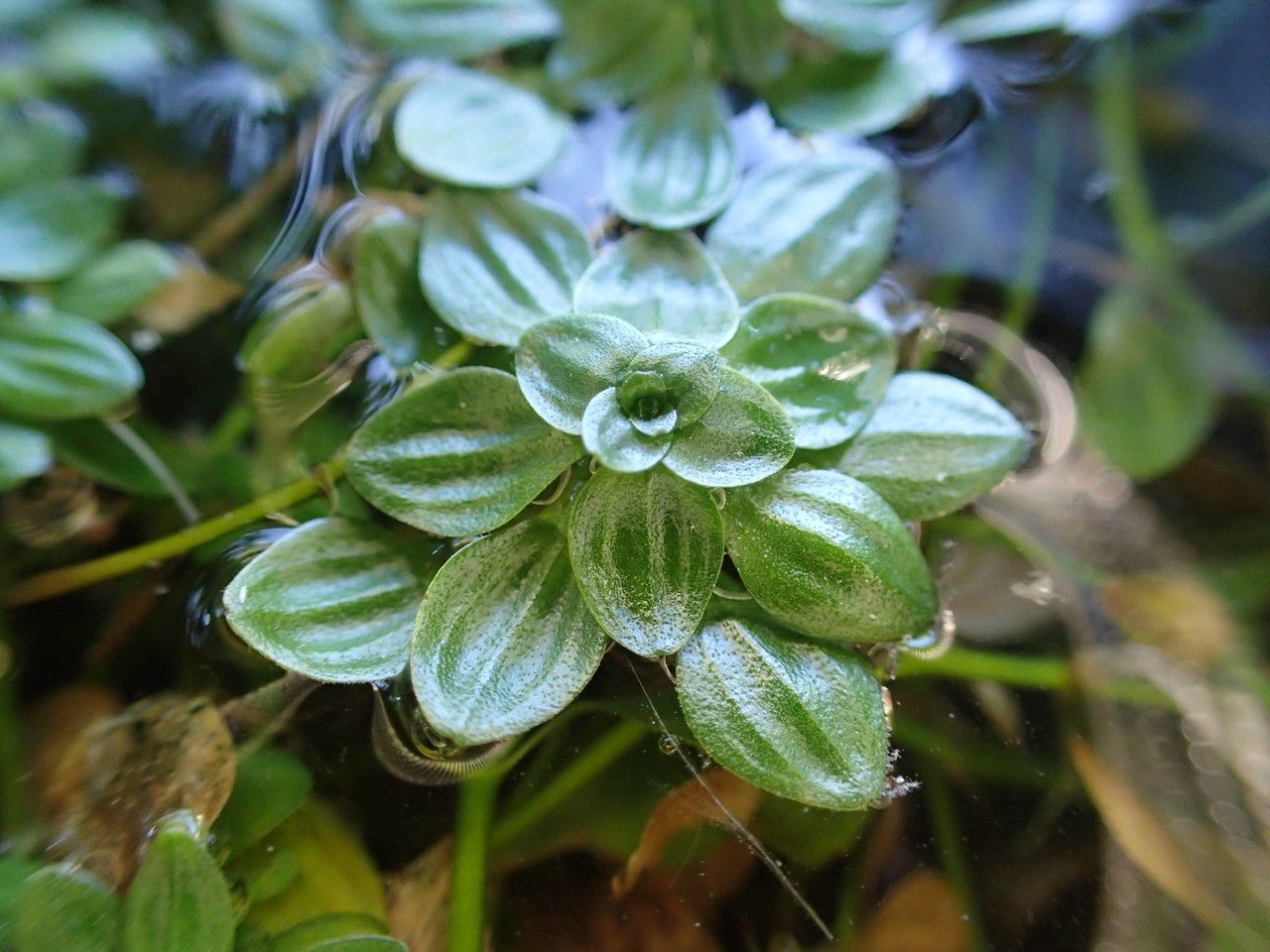 Callitriche obtusangula flower
