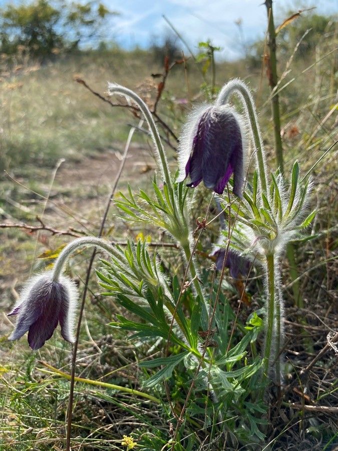 Anemone pratensis flower