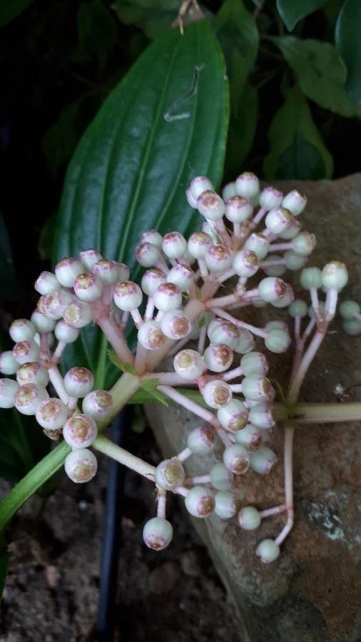 Medinilla myriantha fruit