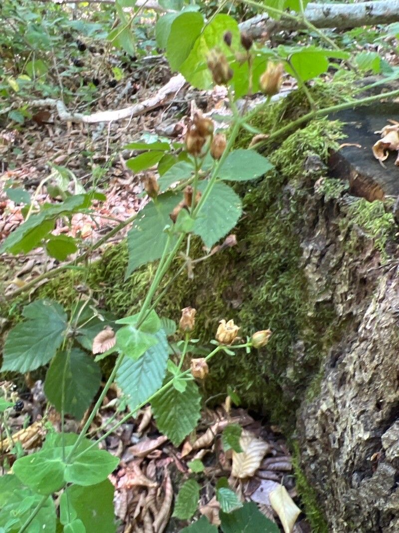 Hypericum pulchrum fruit