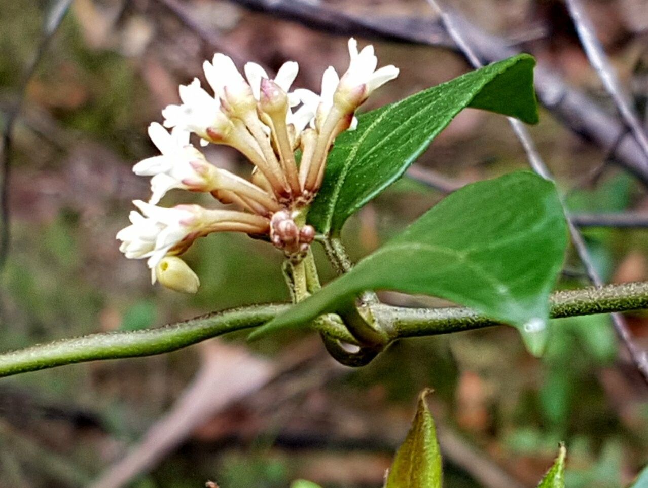 Leichhardtia suaveolens flower