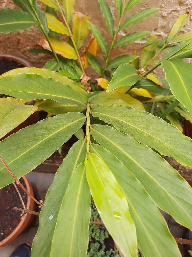 Elettaria cardamomum leaf