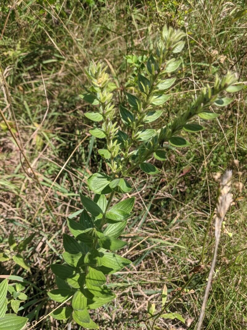 Lithospermum parviflorum bark