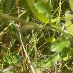 Leucanthemum vulgare