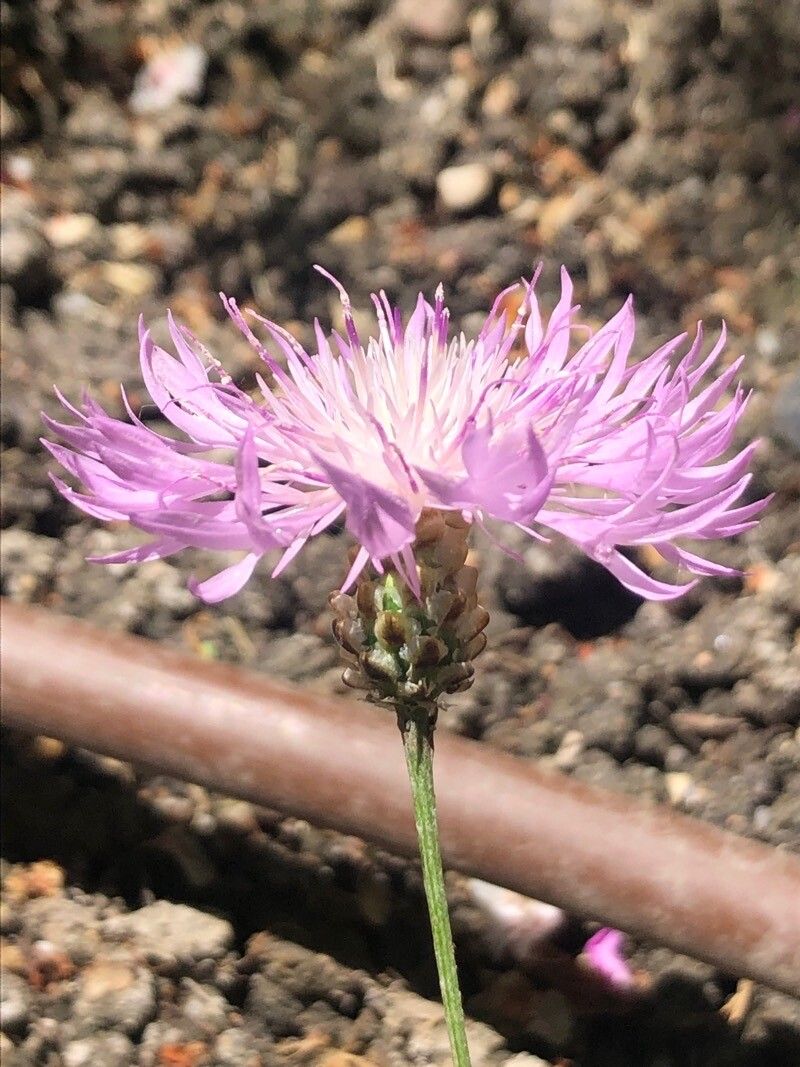 Psephellus bellus flower