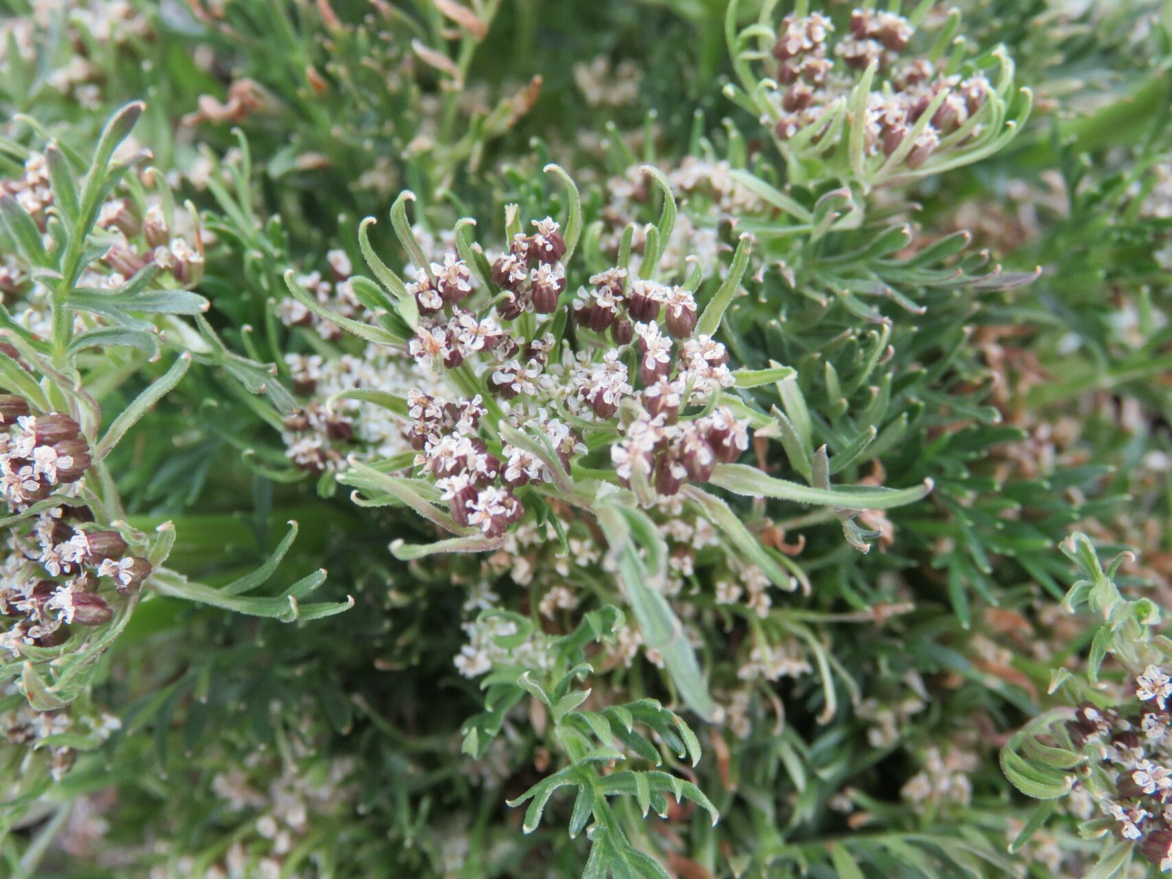 Daucus sahariensis flower