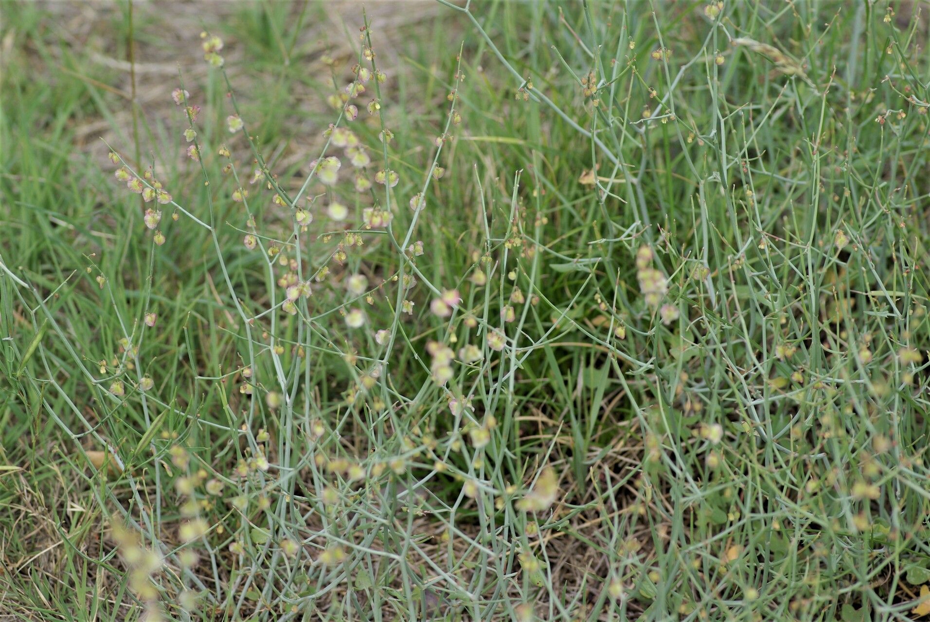 Rumex induratus fruit