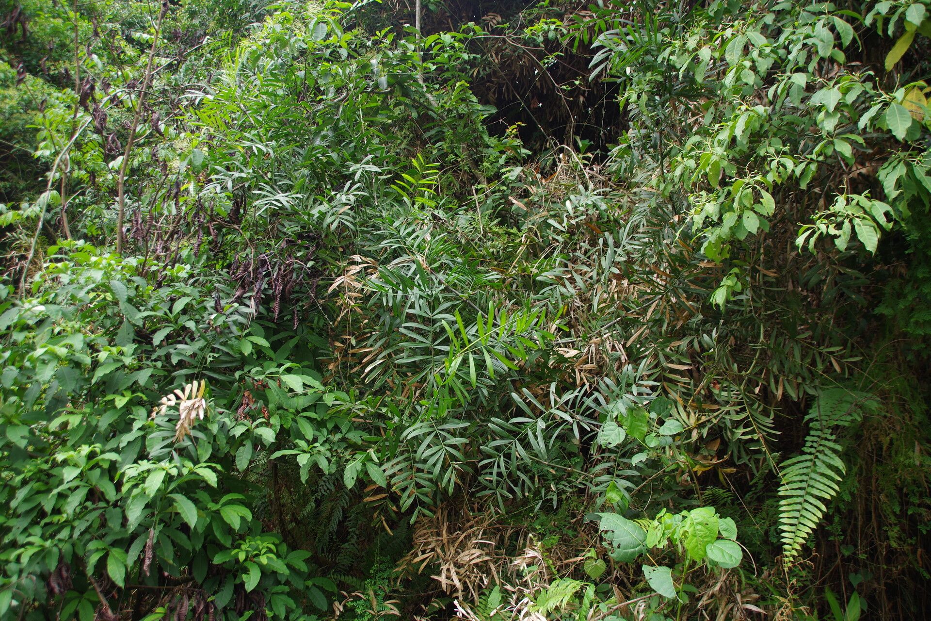 Eremospatha quinquecostulata habit