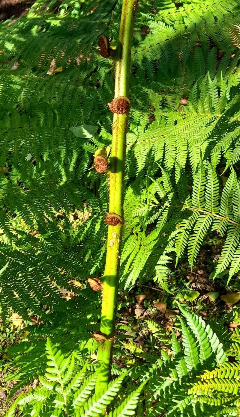 Alsophila australis bark