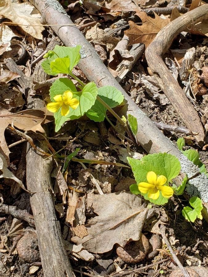 Viola Glabella flower