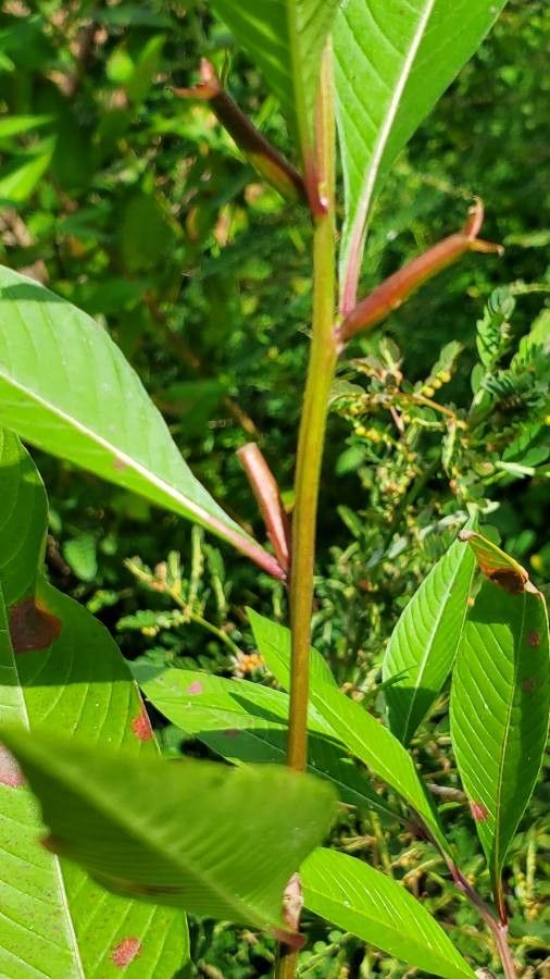 Ludwigia octovalvis fruit