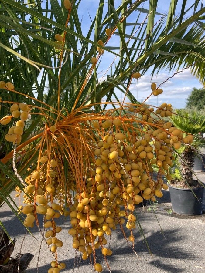Phoenix dactylifera flower