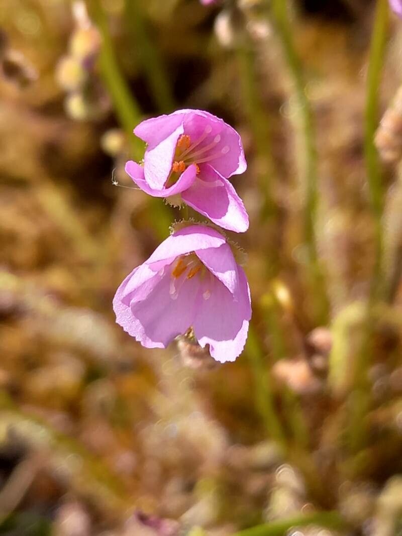 Drosera filiformis flower