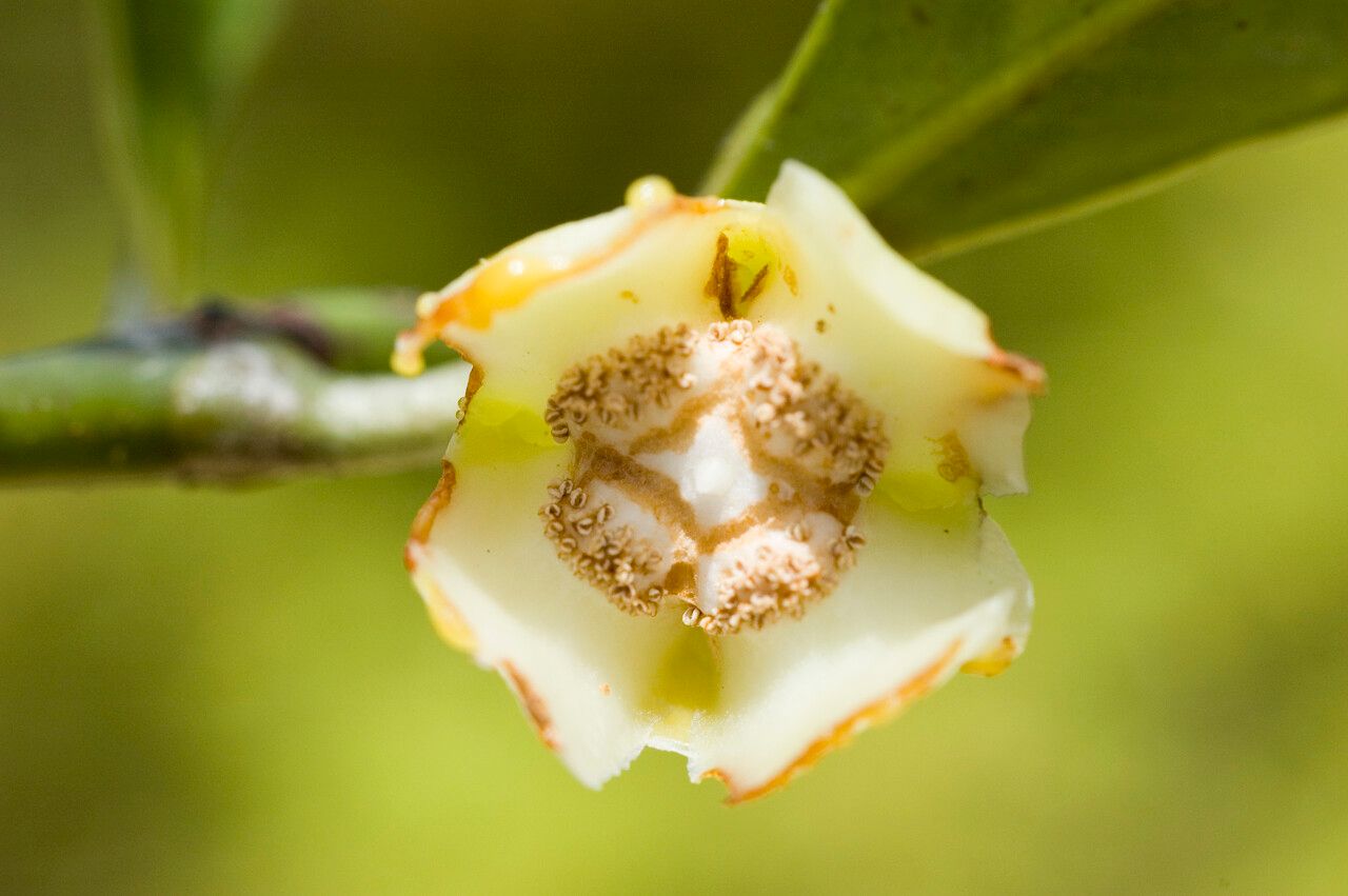 Garcinia vieillardii — houseplant care guide