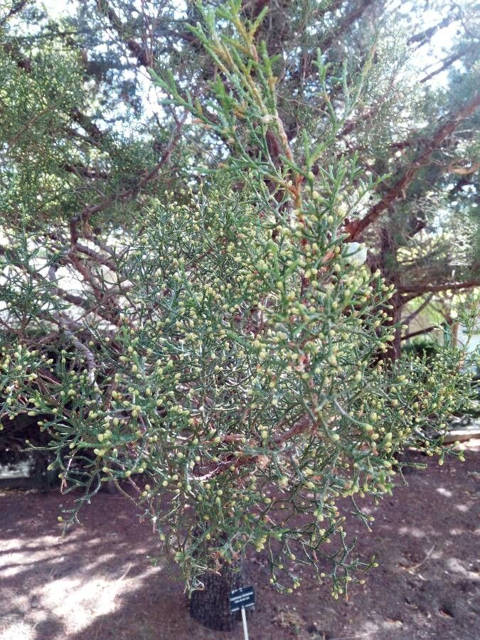 Cupressus lusitanica leaf