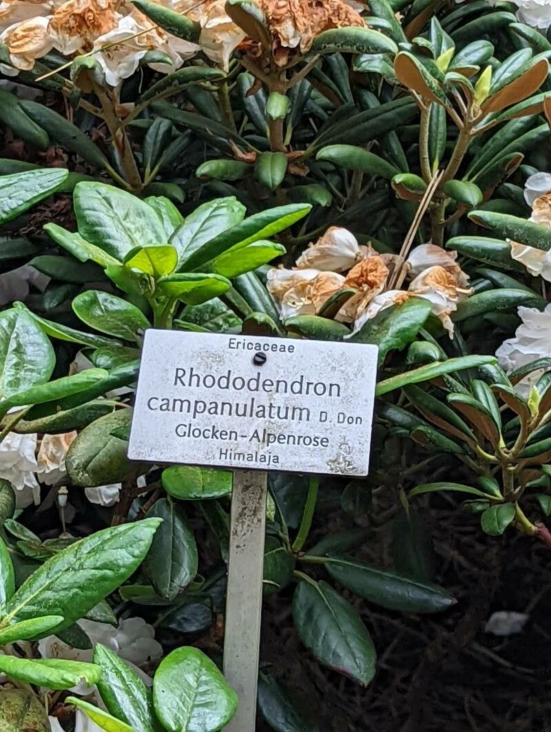 Rhododendron campanulatum other