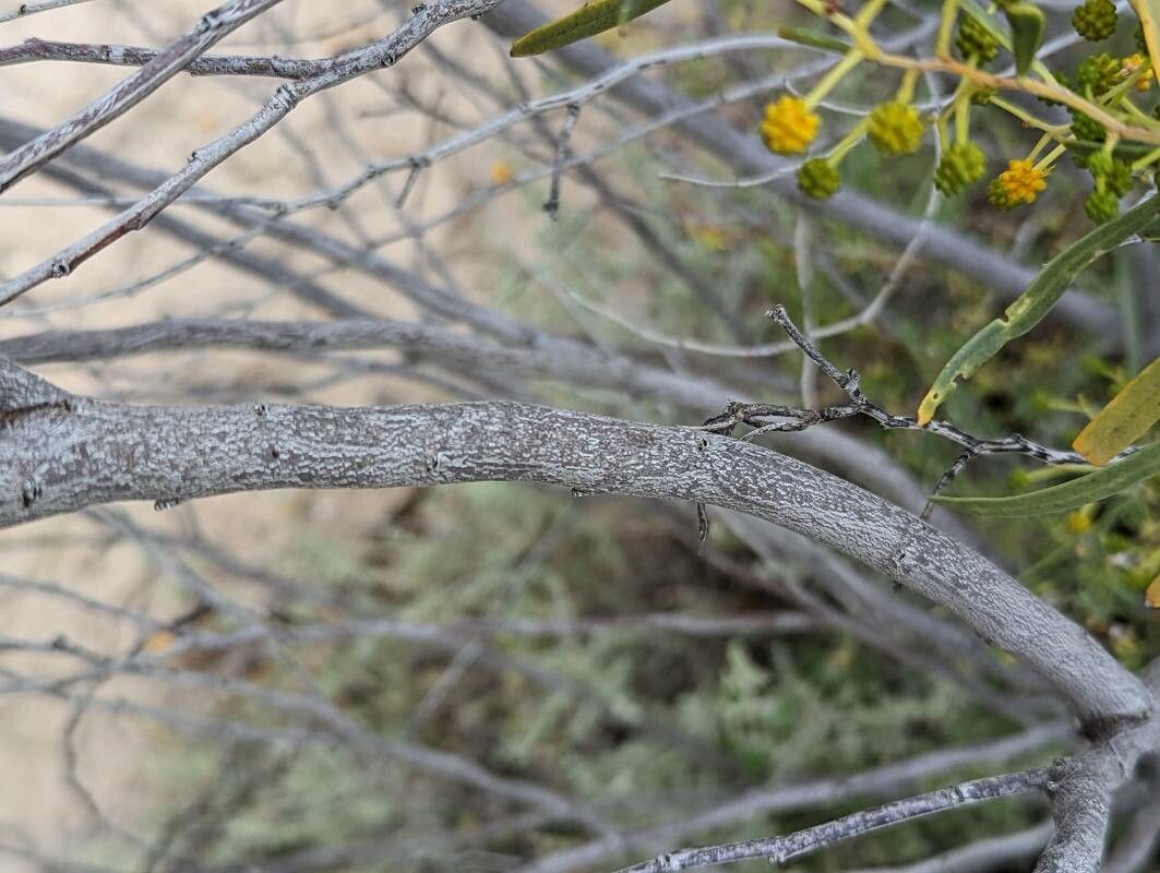 Acacia ligulata bark