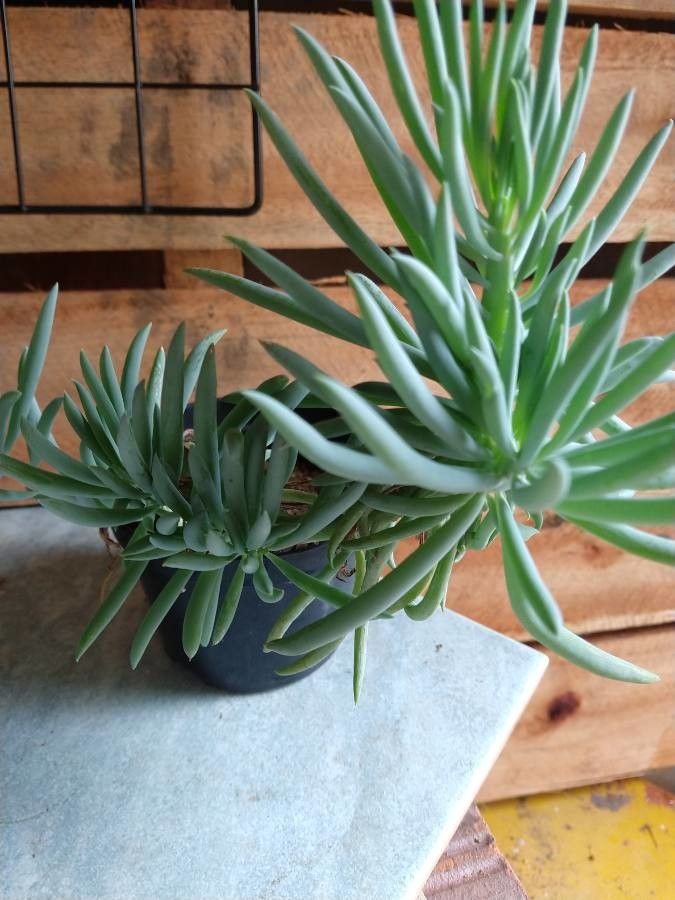 Dudleya edulis flower
