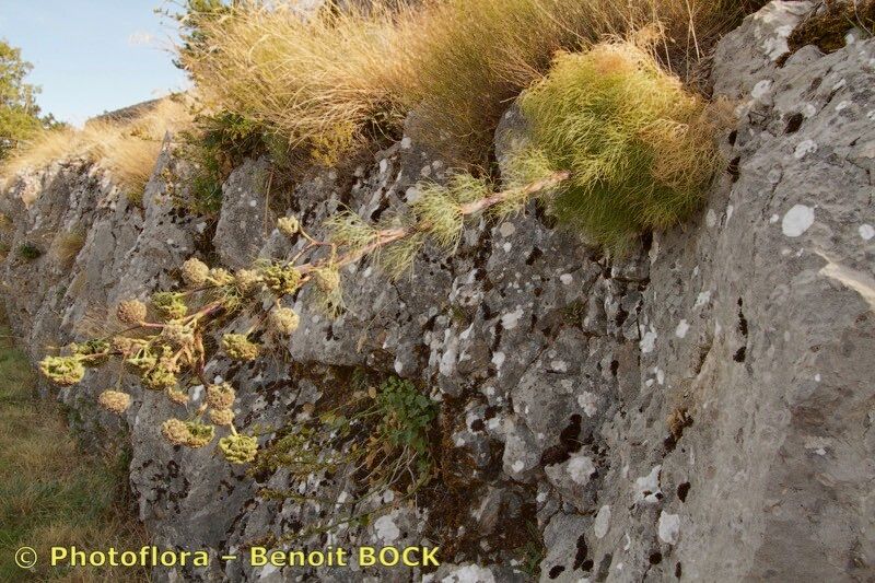 Seseli globiferum habit