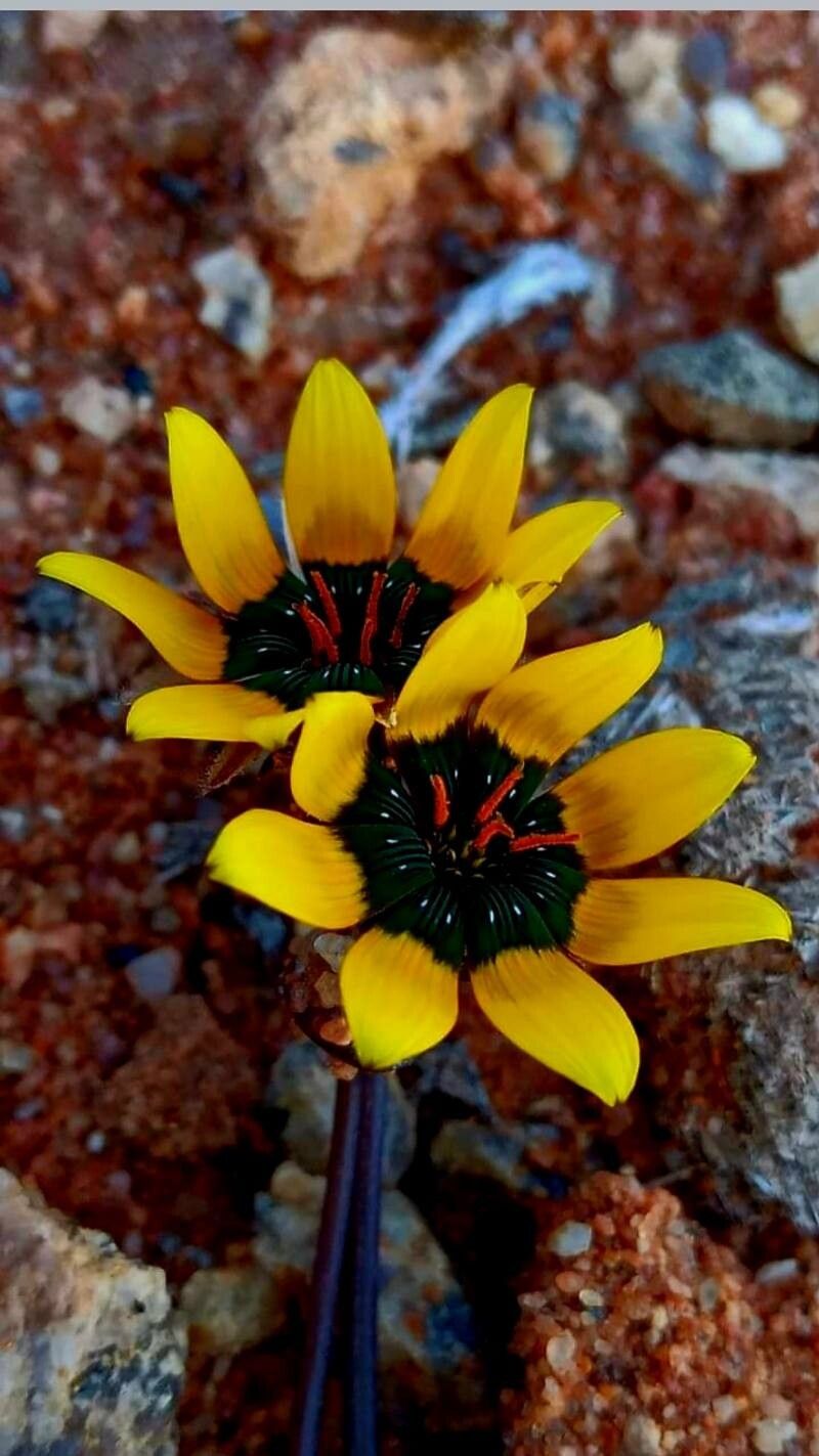 Gazania tenuifolia flower