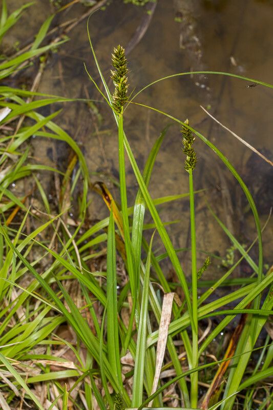 Carex otrubae leaf