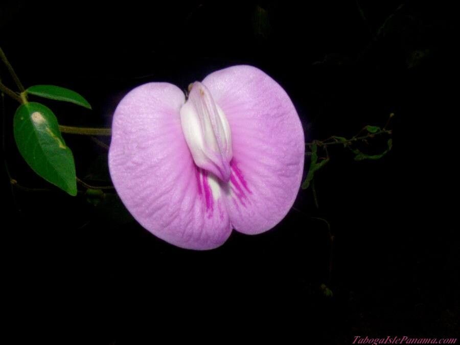 Centrosema pubescens flower