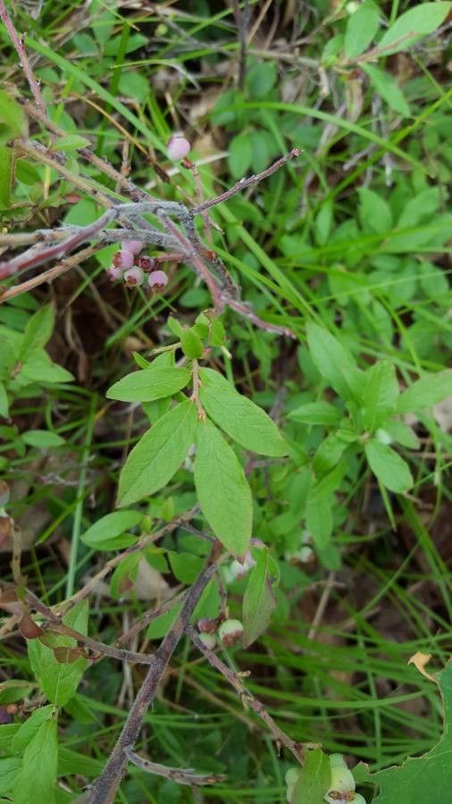Vaccinium myrtilloides leaf