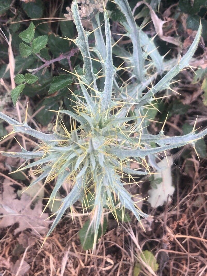 Picnomon acarna — houseplant care guide