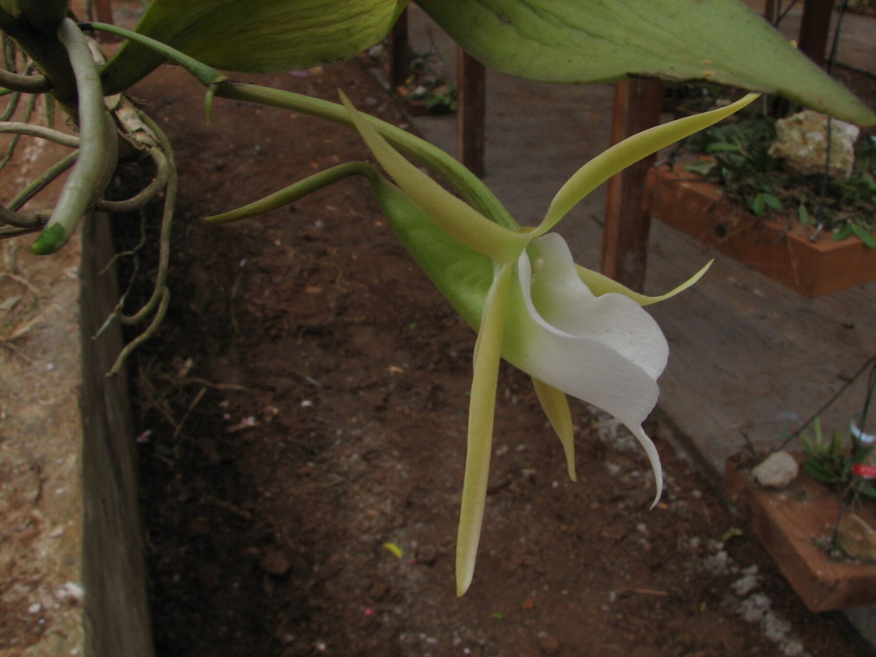 Angraecum birrimense — houseplant care guide