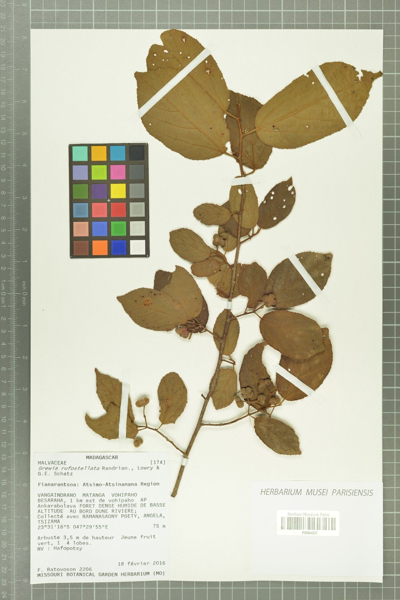 Grewia rufostellata — houseplant care guide