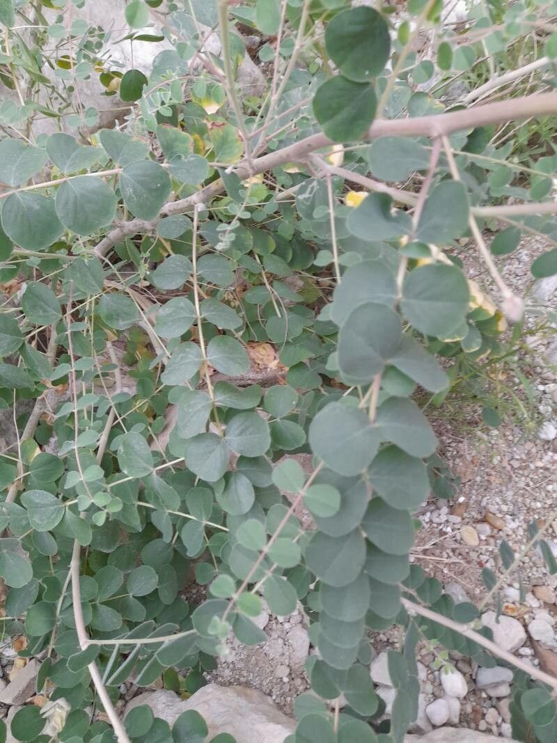 Astragalus obtusifolius leaf