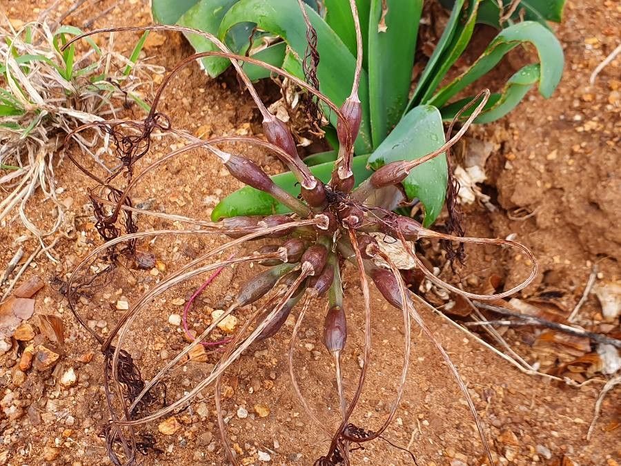 Ammocharis tinneana fruit