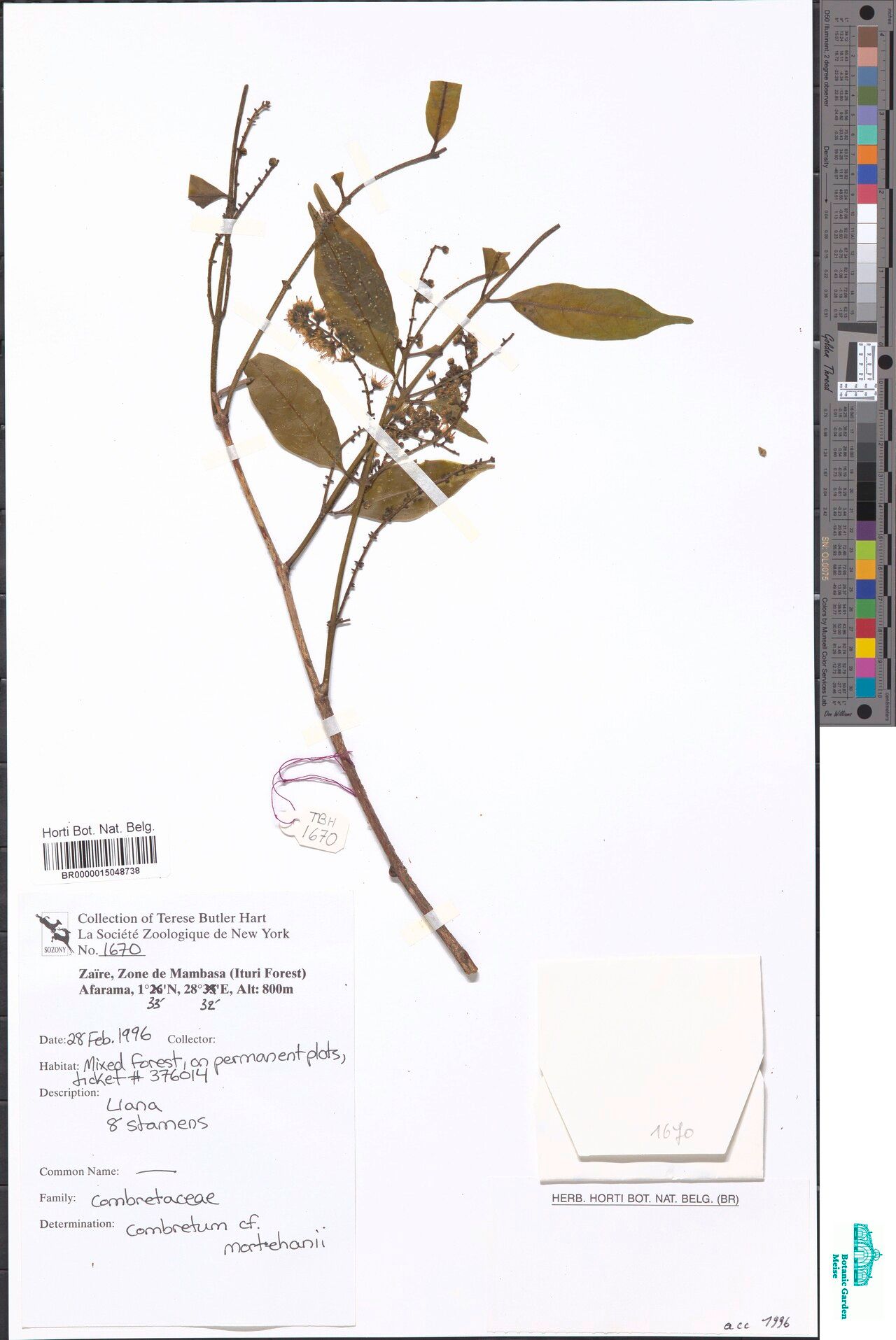 Combretum mortehanii — houseplant care guide