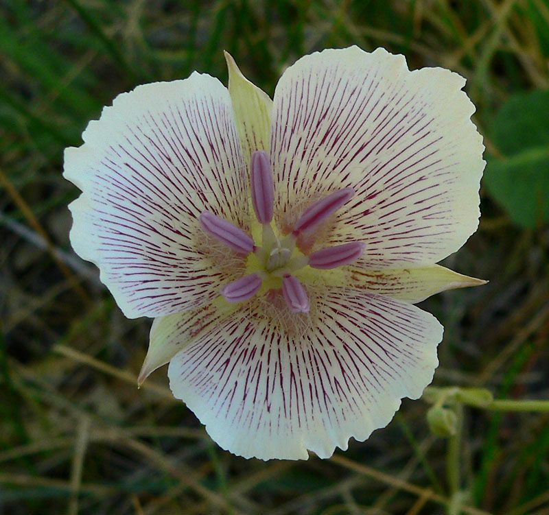 Calochortus striatus flower