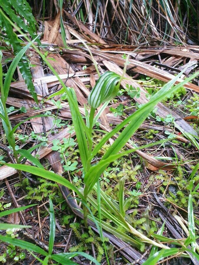 Pterostylis banksii — related species from the same genus