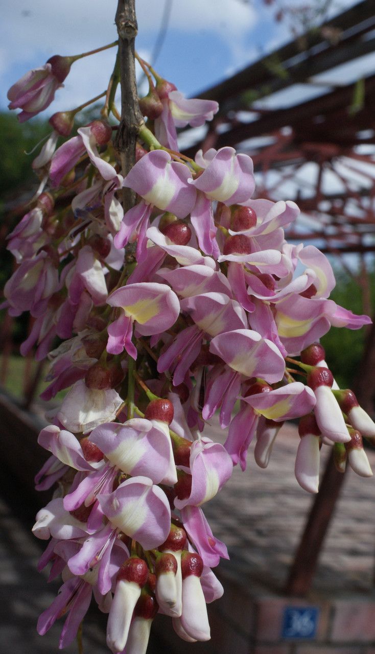 Lonchocarpus heptaphyllus flower