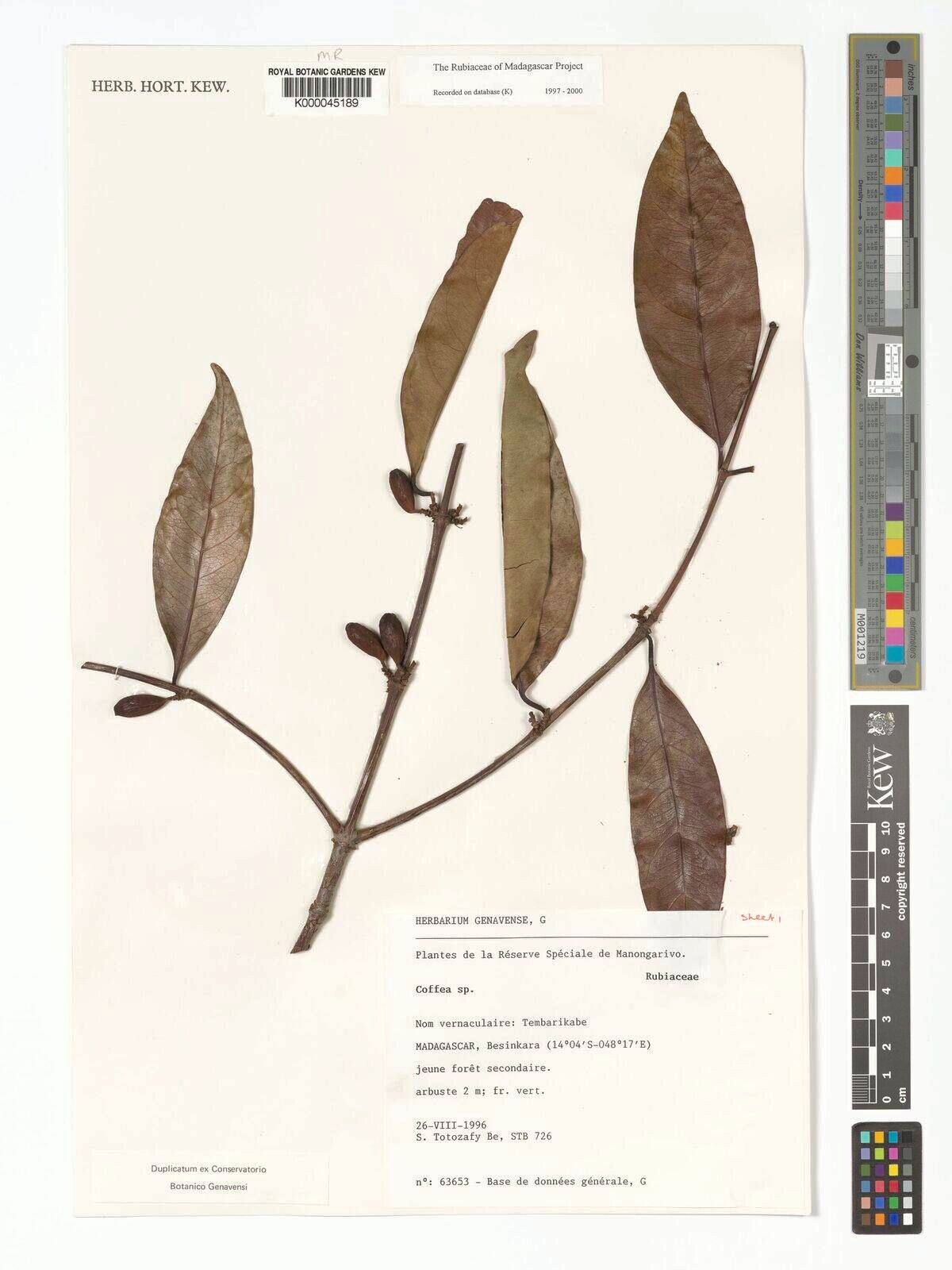 Coffea ambanjensis — related species from the same genus