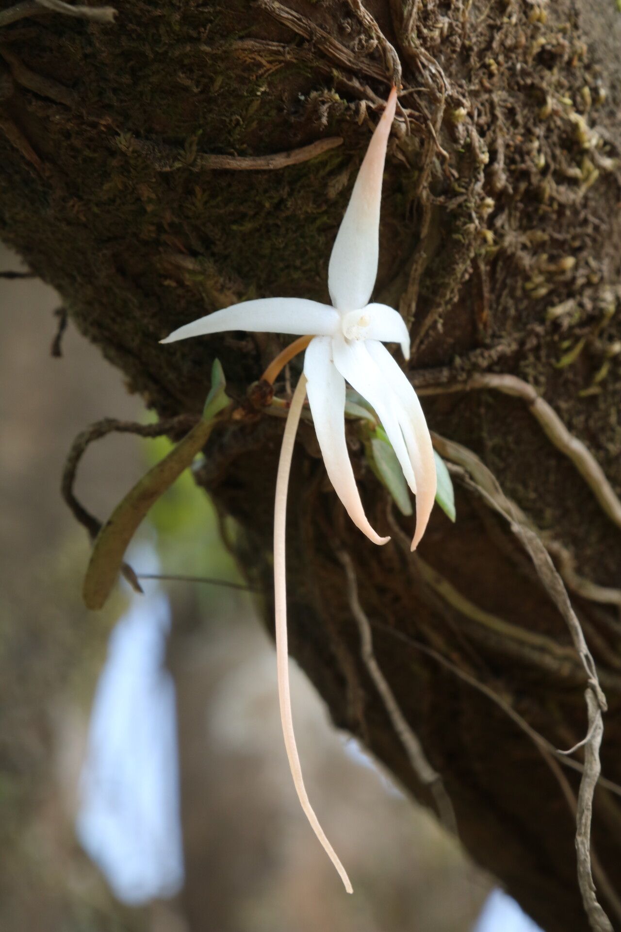 Aerangis gravenreuthii flower