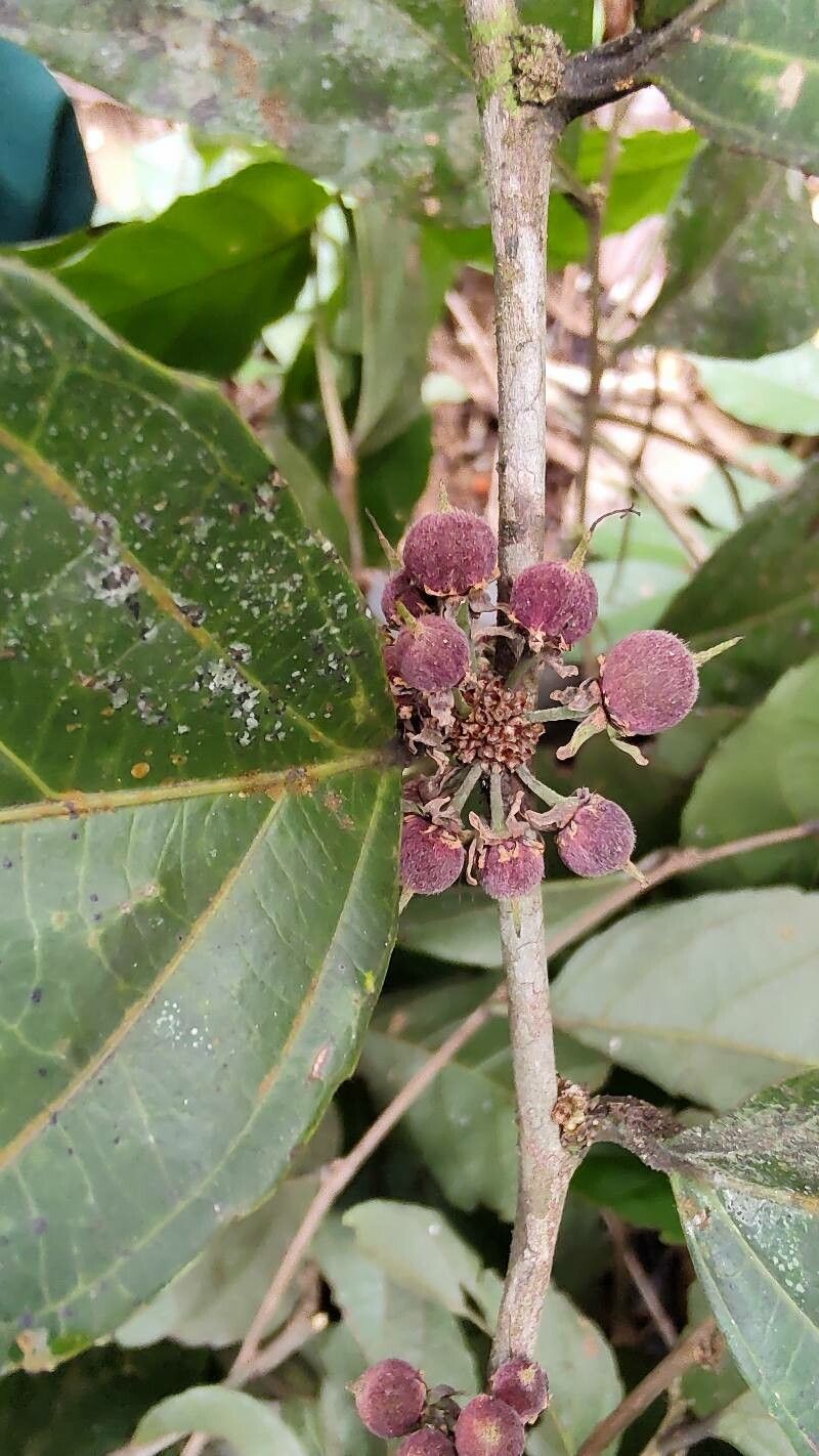 Casearia tacanensis fruit