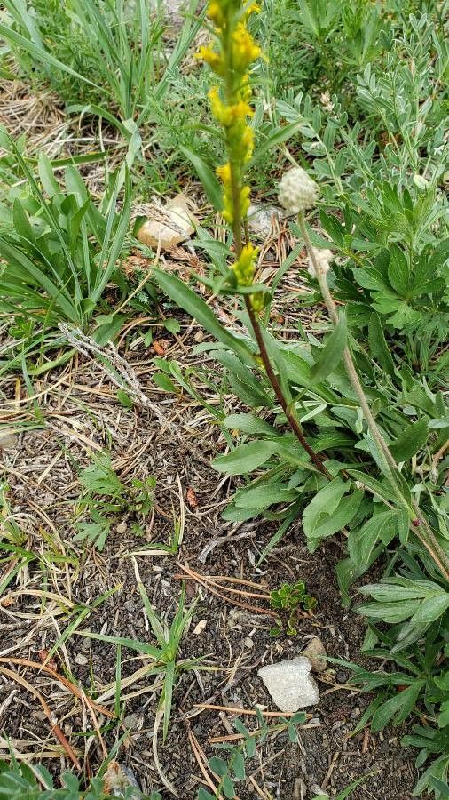 Solidago simplex — search result for 'Solidago'