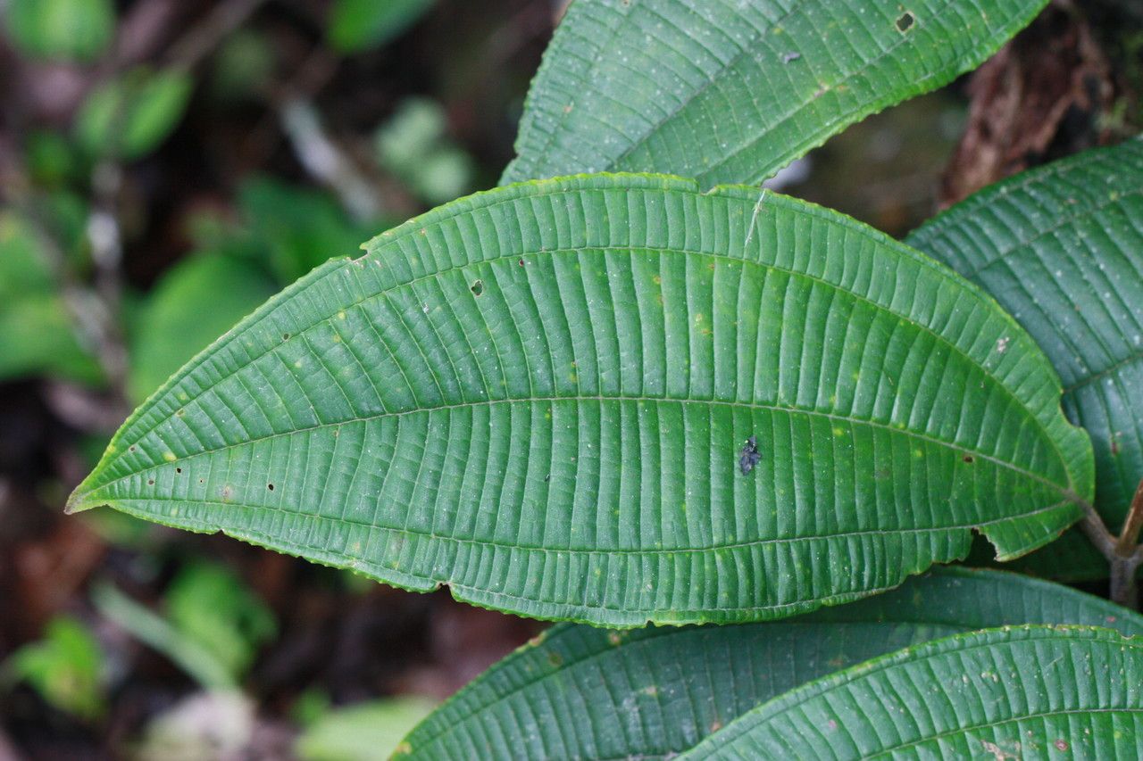 Miconia calvescens leaf