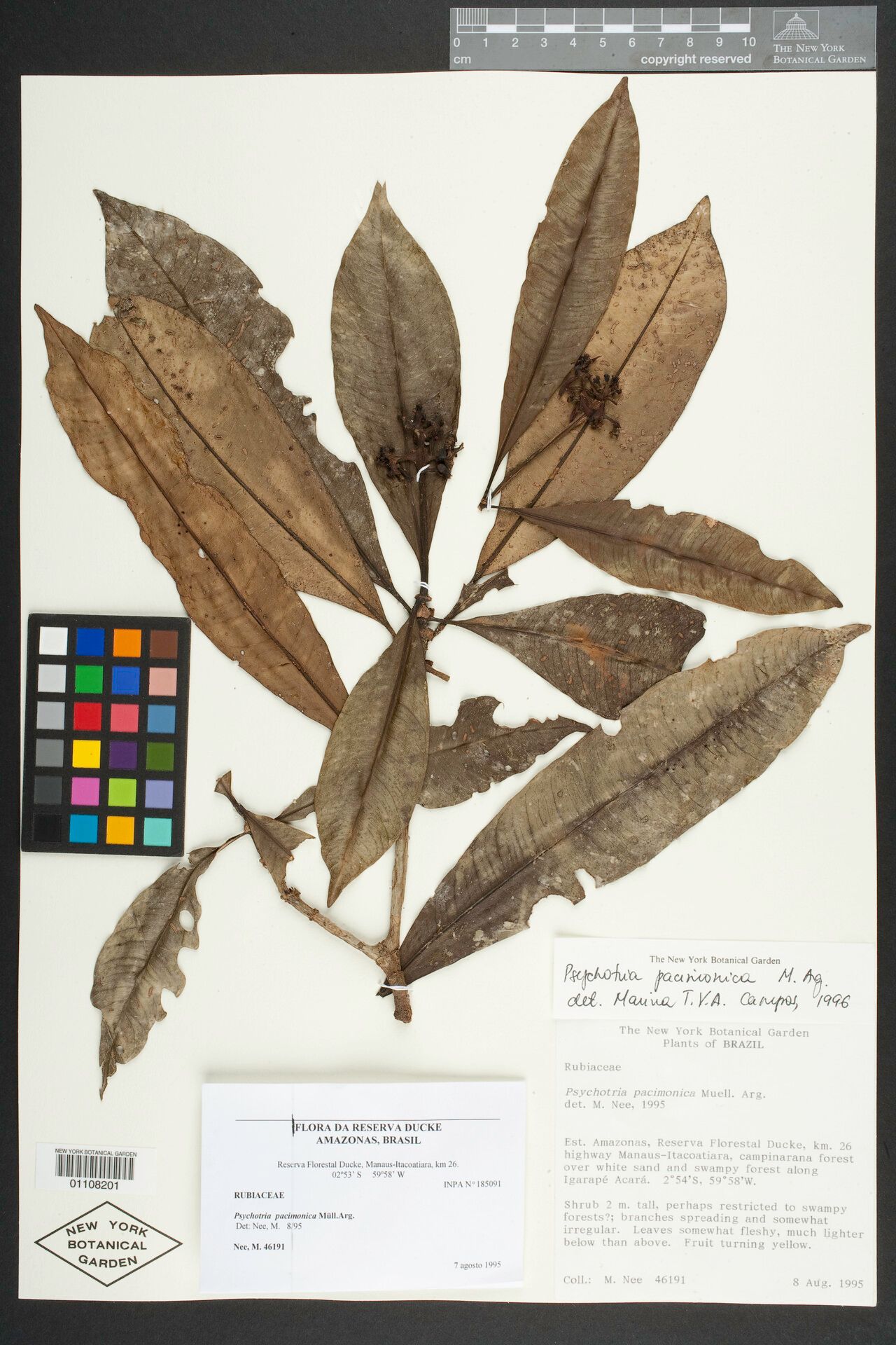 Carapichea pacimonica — houseplant care guide