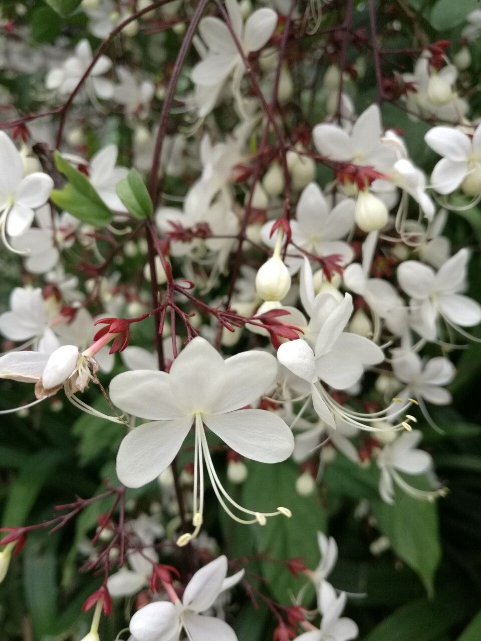 Clerodendrum laevifolium flower
