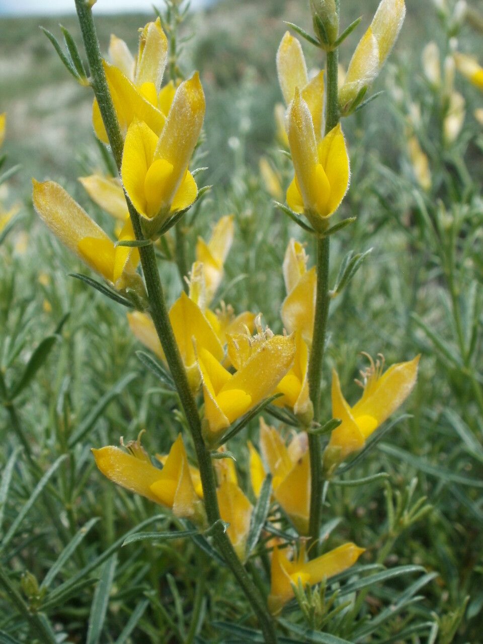 Genista sessilifolia flower