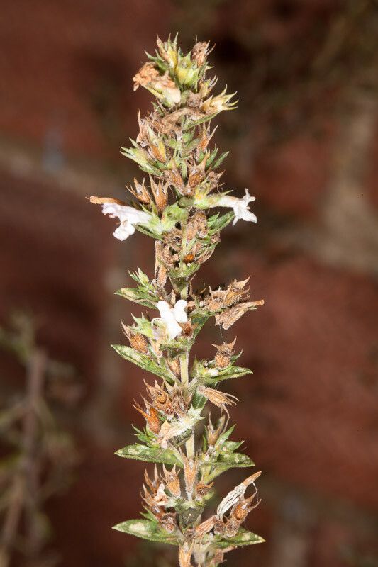 Satureja montana fruit
