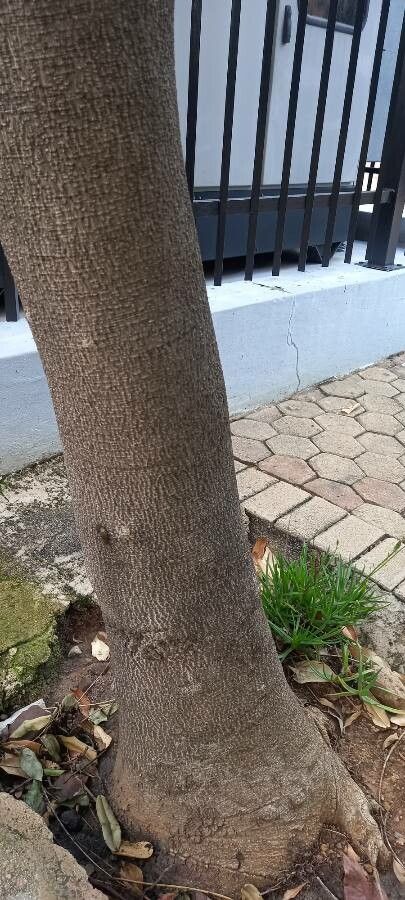 Castanospermum australe bark