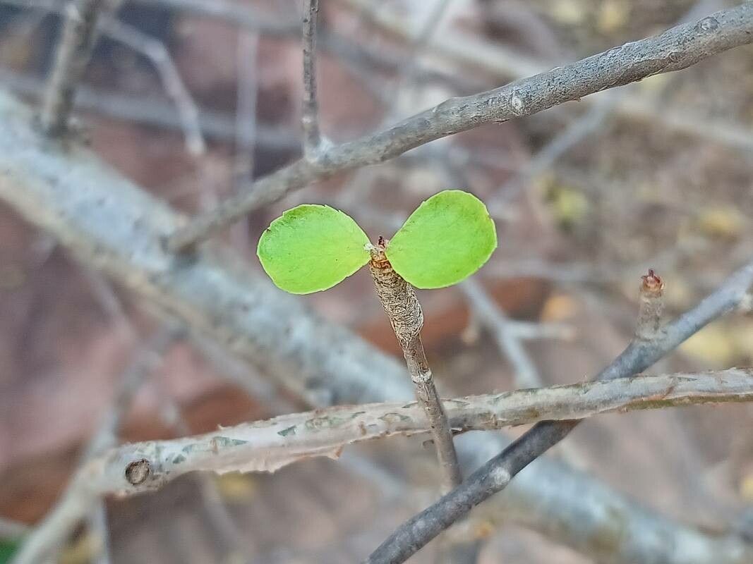 Commiphora wightii — search result for 'Commiphora'